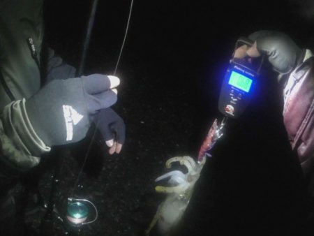 アオリイカエギング